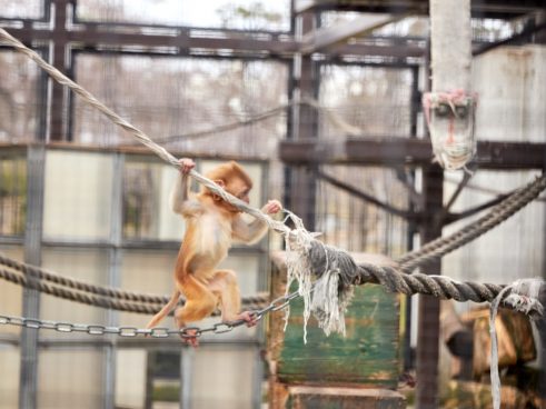 Ohama Park Monkey Farm